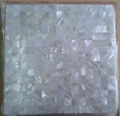 wholesale fresh water white mop shell mosaic 1