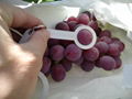 fresh Chinese grape 2