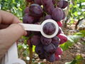 fresh Chinese grape 4