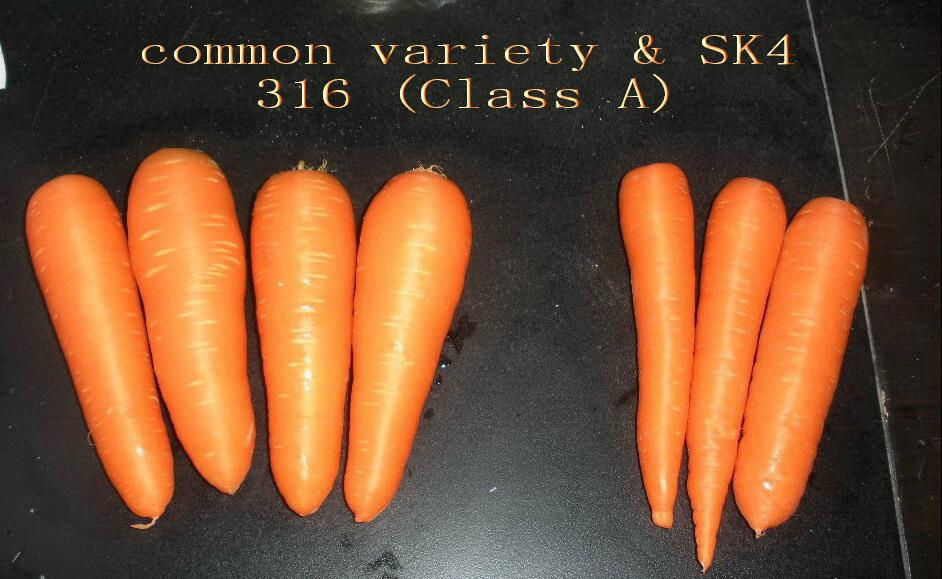 fresh carrots 2