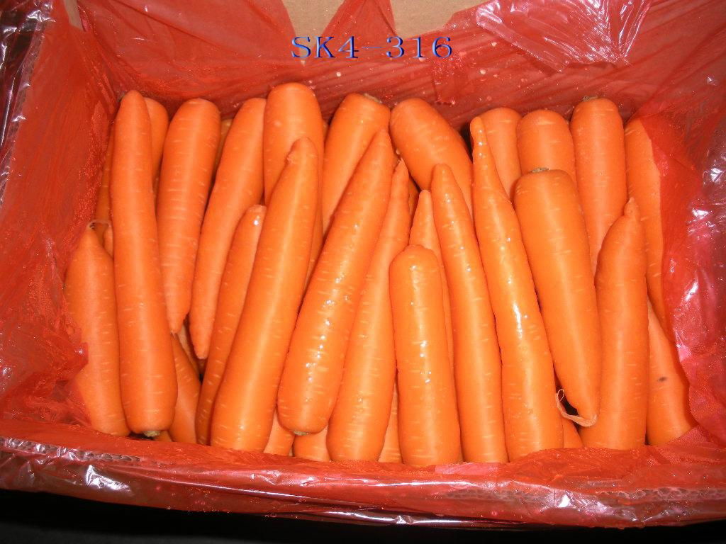 fresh carrots 3