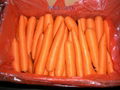 fresh carrots 3