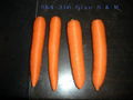 fresh carrots 4