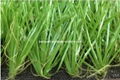 artificial grass for football or soccer field 2