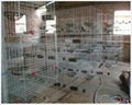 Pigeon cage  3