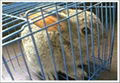 Rabbit cage  1