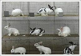 Rabbit cage  3
