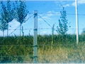 Galanized barbed wire 2