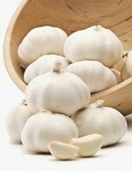 normal white and purple garlic