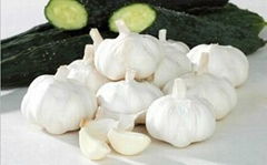 pure white garlic