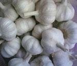 indonesia garlic