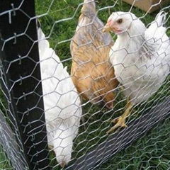 Chicken Mesh