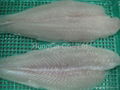 Pangasius Fillet