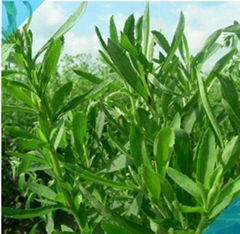 Stevia, Reb-A 97%, Stevia Sugar, Stevia Extract 