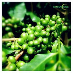 Green Coffee Bean Extract