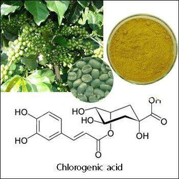 Green Coffee Bean Extract 2