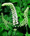 Black Cohosh Extract powder