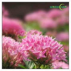 Rhodiola Rosea Extract