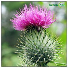 Milk Thistle Extract