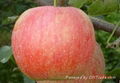 Jonagold apple