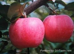 Red general apple