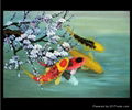 Abstract Animal Oil Paintings on Canvas - Koi Carp