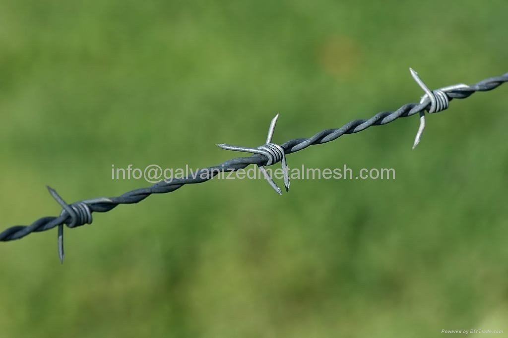 Hot dipped galvanized barbed wire 2