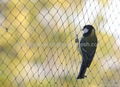 Anti-bird netting  made of PE PP with UV