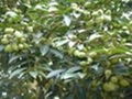 olive leaf extract in herbal 1