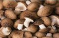 Mushroom Herbal Extract 1