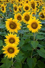 Refind Sunflower Oil