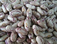 Light Speckled Kidney Beans