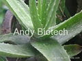 Aloe Vera Extract (Aloin 40%)   3