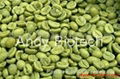 Green Coffee Bean Extract (50% Chlorogenic acids)   2