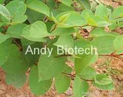 Resveratrol (HPLC) Rhizoma Polygoni Cuspidati Extract