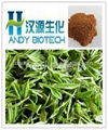 Green Tea Extract (Polyphenol 40%,Catechins 25%,EGCG 8%)  