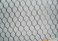 hexagonal wire mesh 3