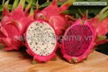 Fresh Dragon Fruit 2