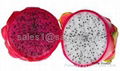 Fresh Dragon Fruit 3