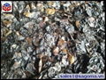 CASHEW NUT SHELL EXTRACTED