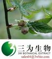 Rubusoside Sweet Tea Leaf Extract 1