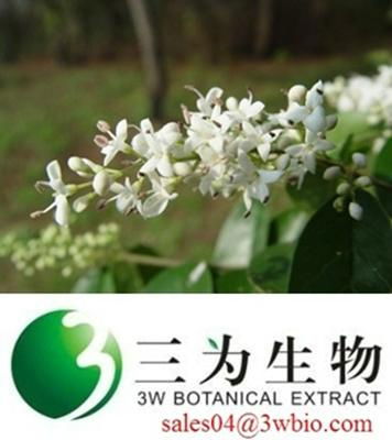 Oleanolic acid Lisgustrum luncidum Extract 