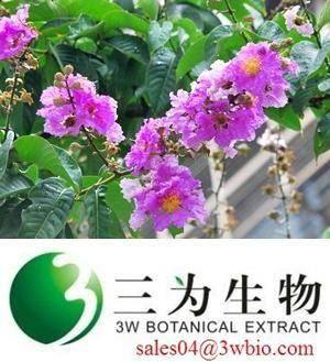 Corosolic Acid Banaba Leaf Extract 