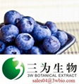 anthocyanis Bilberry extract