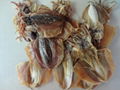 DRIED CUTTLEFISH 2