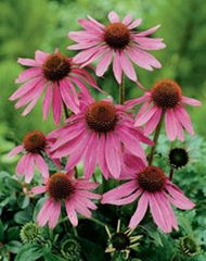 Echinacea Purpurea extract