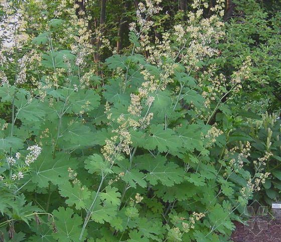 Macleaya Cordata Extract