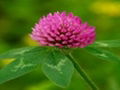 Red Clover extract