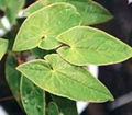 Epimedium extract