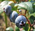 Bilberry extract